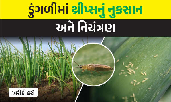 ડુંગળીમાં થ્રીપ્સનું નુકસાન અને નિયત્રણ 