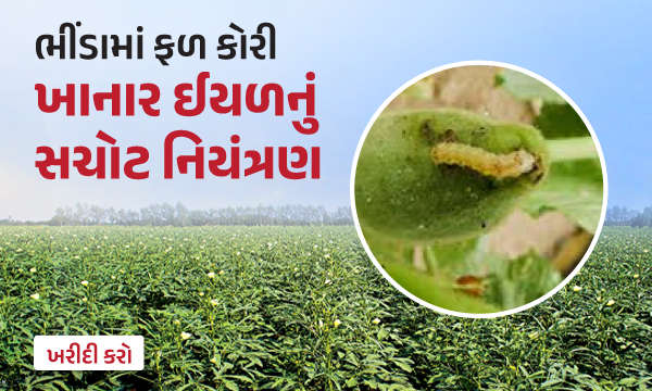 ભીંડામાં ફળ કોરી ખાનાર ઈયળ સચોટ નિયંત્રણ