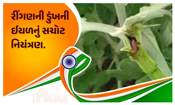 રીંગણની ડુંખની ઈયળનું સચોટ નિયંત્રણ.