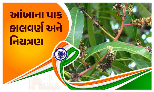 આંબાના પાક કાલવર્ણ અને નિયત્રણ 