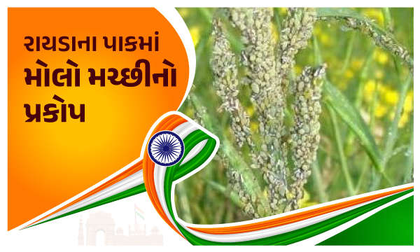 રાયડાના પાકમાં મોલાનો પ્રકોપ