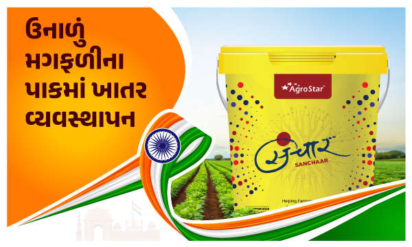 ઉનાળું મગફળીના પાકમાં ખાતર વ્યવસ્થાપન