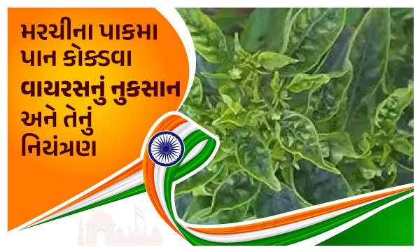 મરચીમાં પાન કોક્ડવા નુકસાન અને નિયંત્રણ 