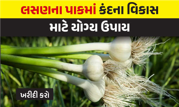 લસણના પાકમાં કંદના વિકાસ માટે યોગ્ય ઉપાય 