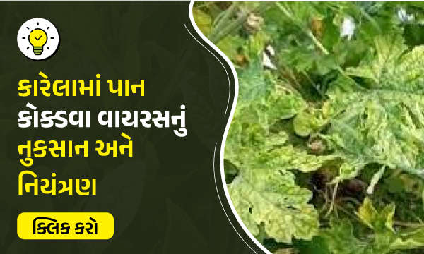 કારેલામાં પાન કોક્ડવા વાયરસનું નુકસાન અને નિયંત્રણ