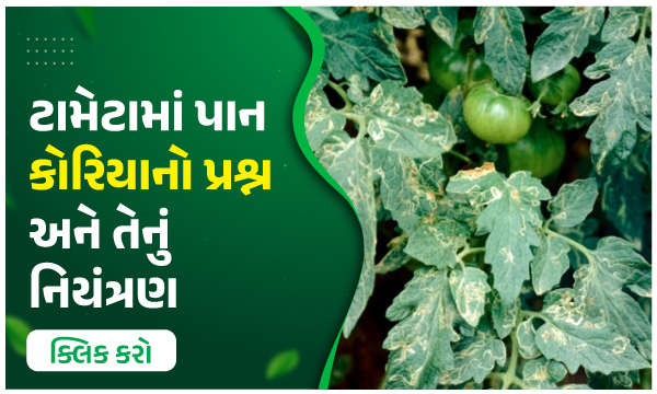 ટામેટામાં પાન કોરિયાનો પ્રશ્ન અને તેનું નિયંત્રણ