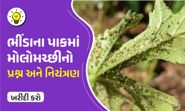 ભીંડાના પાકમાં મોલોમચ્છીનો પ્રશ્ન અને નિયંત્રણ