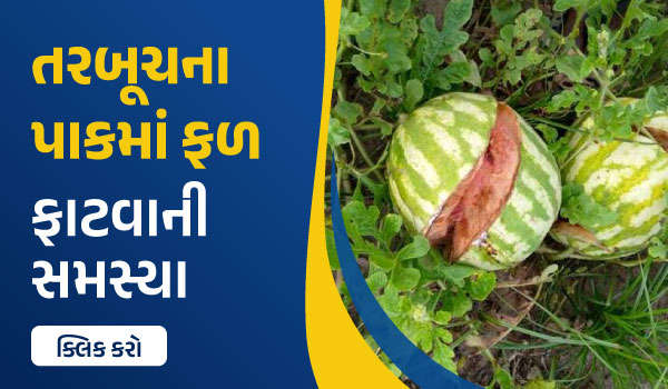 તરબૂચના પાકમાં ફળ ફાટવાની સમસ્યા