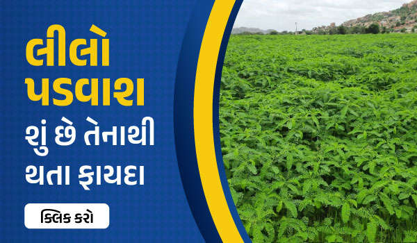  લીલો પડવાશ શું છે તેનાથી થતા ફાયદા