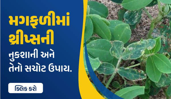 મગફળીમાં થ્રીપ્સની નુકશાની અને તેનો સચોટ ઉપાય.