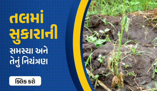 તલમાં સુકારાની સમસ્યા અને તેનું નિયંત્રણ