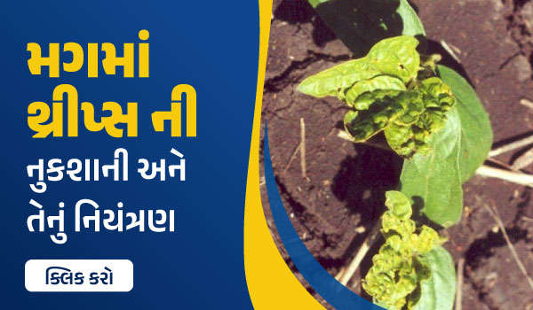 મગમાં થ્રીપ્સ ની નુકશાની અને તેનું નિયંત્રણ