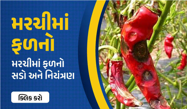 મરચીમાં ફળનો સડો અને નિયંત્રણ