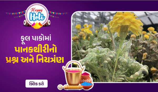 ફૂલ પાકોમાં પાનકથીરીનો પ્રશ્ન અને નિયત્રંણ  