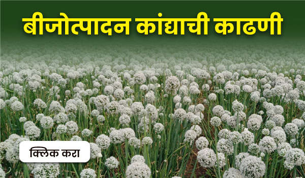 बीजोत्पादन कांद्याची काढणी