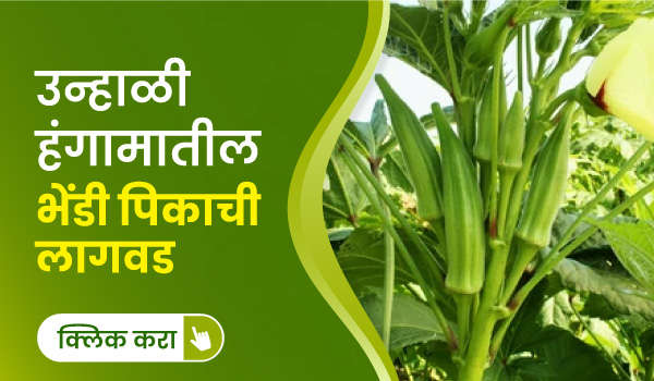उन्हाळी हंगामातील भेंडी पिकाची लागवड
