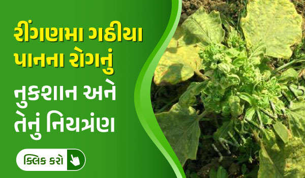 રીંગણના પાકમાં ગઠિયા પાનની નુકશાની અને તેનું નિયત્રણ.