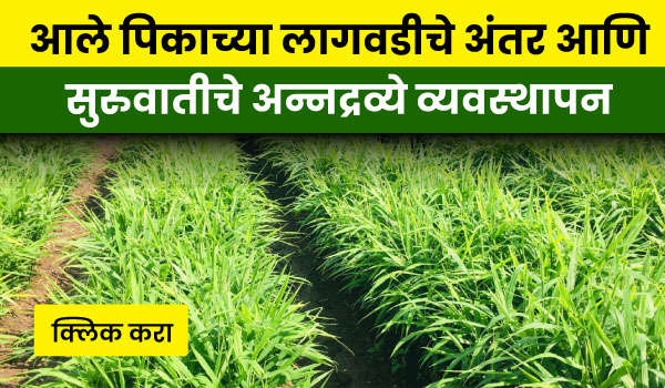 आले पिकाच्या लागवडीचे अंतर आणि सुरुवातीचे अन्नद्रव्ये व्यवस्थापन
