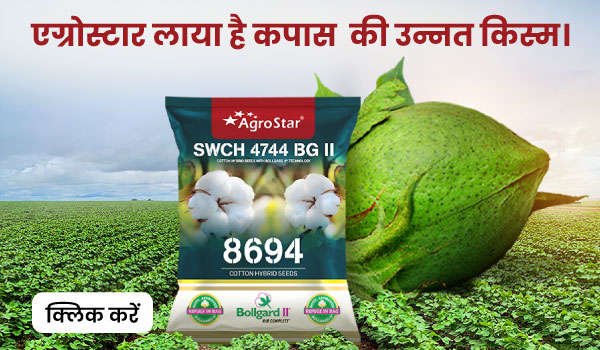 एग्रोस्टार लाया है कपास  की उन्नत किस्म।