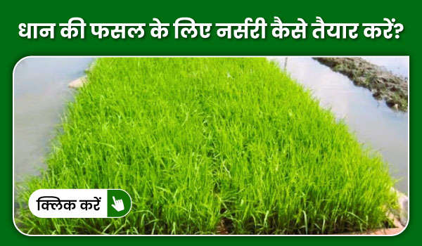 धान की फसल के लिए नर्सरी कैसे तैयार करें?