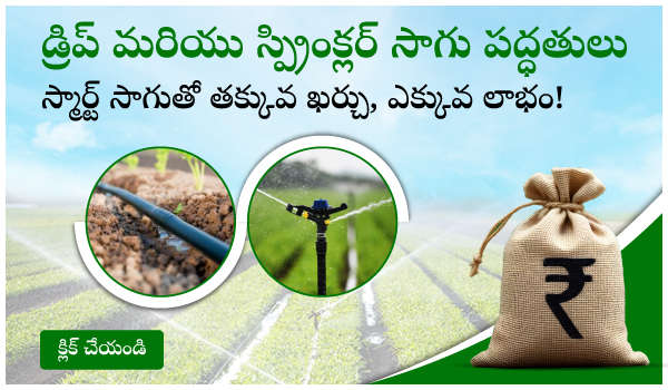 డ్రిప్ మరియు స్ప్రింక్లర్ సాగు పద్ధతులు – స్మార్ట్ సాగుతో తక్కువ ఖర్చు, ఎక్కువ లాభం!