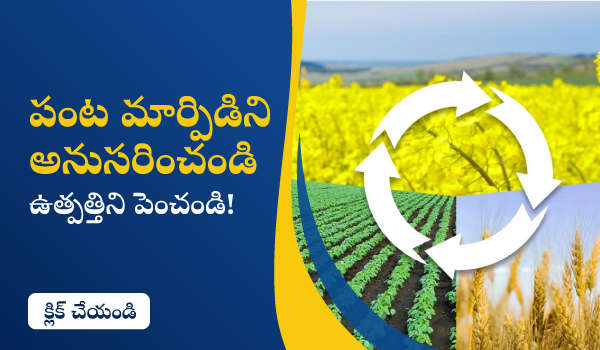 పంట మార్పిడిని అనుసరించండి - ఉత్పత్తిని పెంచండి!
