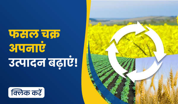 फसल चक्र अपनाएं – उत्पादन बढ़ाएं!