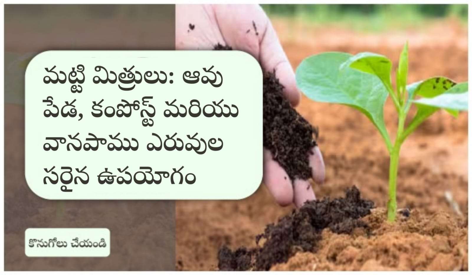మట్టి మిత్రులు: ఆవు పేడ, కంపోస్ట్ మరియు వానపాము ఎరువుల సరైన ఉపయోగం