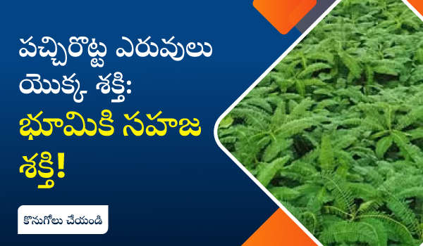 పచ్చిరొట్ట ఎరువులు యొక్క శక్తి: భూమికి సహజ శక్తి!