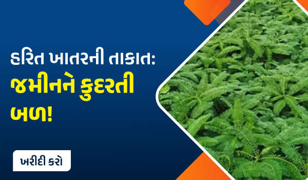 લીલા પડવાશ ખાતરની તાકાત: જમીન ને કુદરતી બળ!