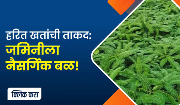 हरित खतांची ताकद: जमिनीला नैसर्गिक बळ!