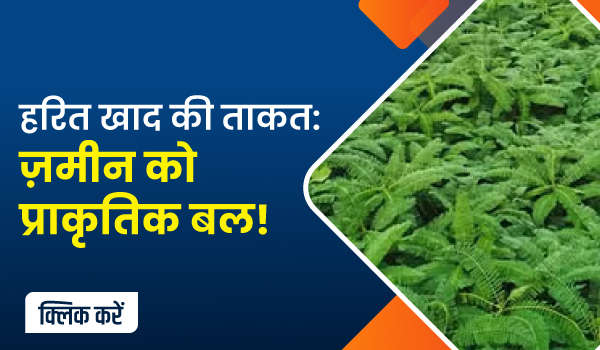 हरित खाद की ताकत: ज़मीन को प्राकृतिक बल!
