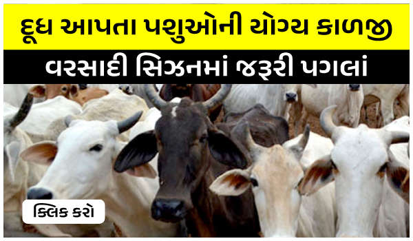दूध देने वाले पशुओं की सही देखभाल – बारिश के मौसम में ज़रूरी उपाय