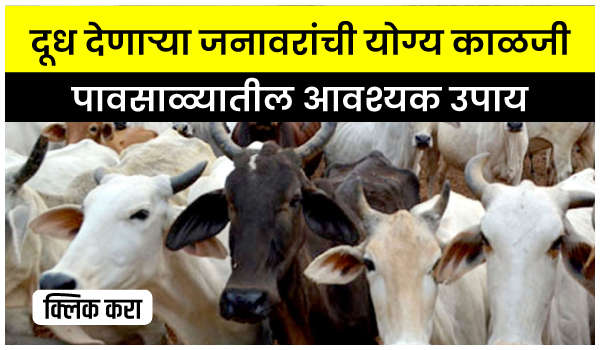 दूध देणाऱ्या जनावरांची योग्य काळजी – पावसाळ्यातील आवश्यक उपाय