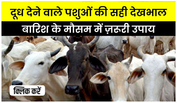 दूध देने वाले पशुओं की सही देखभाल – बारिश के मौसम में ज़रूरी उपाय