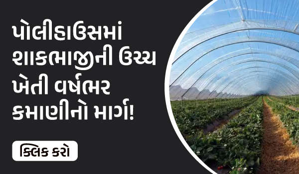 પોલીહાઉસમાં શાકભાજીની ઉચ્ચ ખેતી – વર્ષભર કમાણીનો માર્ગ!