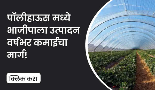 पॉलीहाऊस मध्ये भाजीपाला उत्पादन – वर्षभर कमाईचा मार्ग!