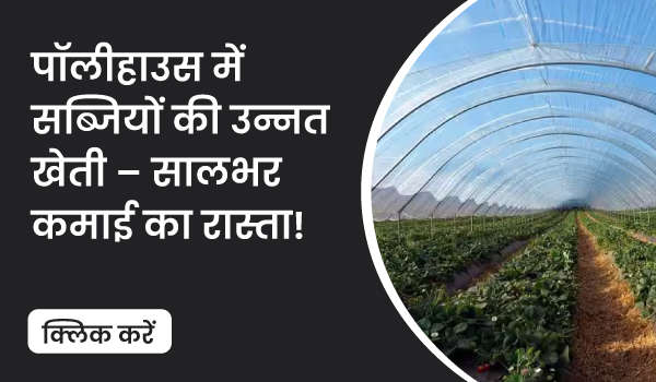 पॉलीहाउस में सब्जियों की उन्नत खेती – सालभर कमाई का रास्ता!