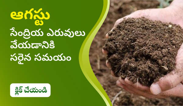 ఆగస్టు – సేంద్రీయ ఎరువుకు వాడటానికి సరైన సమయం.