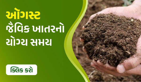 ઓગસ્ટ – સજીવ ખાતરનો યોગ્ય સમય