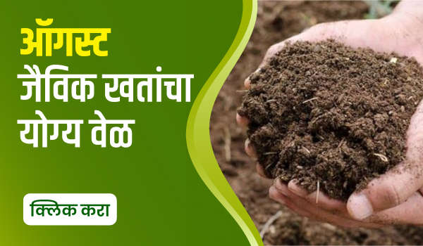 ऑगस्ट – जैविक खतांचा योग्य वेळ