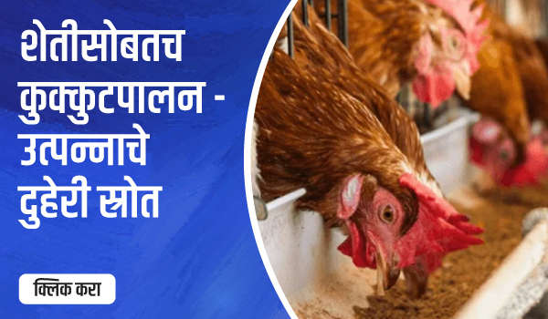 शेतीसोबत कुक्कुटपालन – उत्पन्नाचा दुप्पट स्रोत