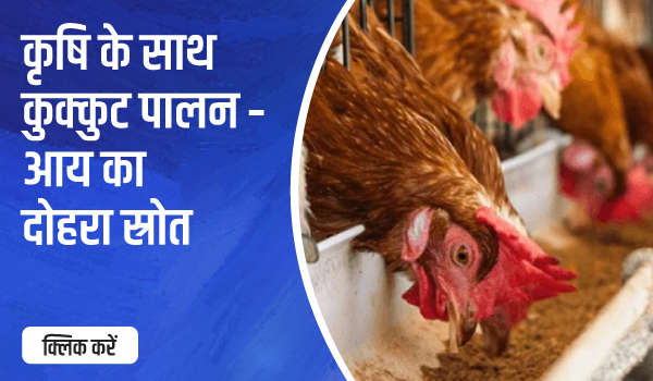 कृषि के साथ कुक्कुट पालन – आय का दोहरा स्रोत