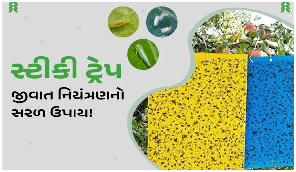સ્ટીકી ટ્રેપ: જીવાત નિયંત્રણનો સરળ ઉપાય!