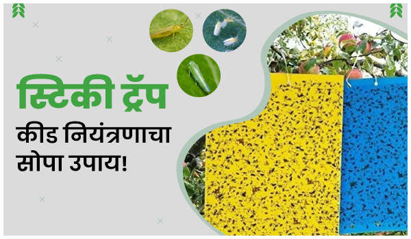 स्टिकी ट्रॅप: कीड नियंत्रणाचा सोपा उपाय!