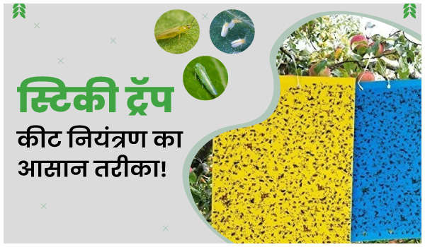 स्टिकी ट्रॅप: कीट नियंत्रण का आसान तरीका!