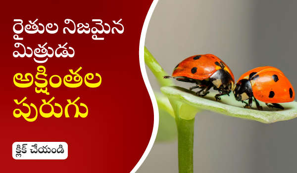 రైతుల నిజమైన మిత్రుడు-అక్షింతల పురుగు