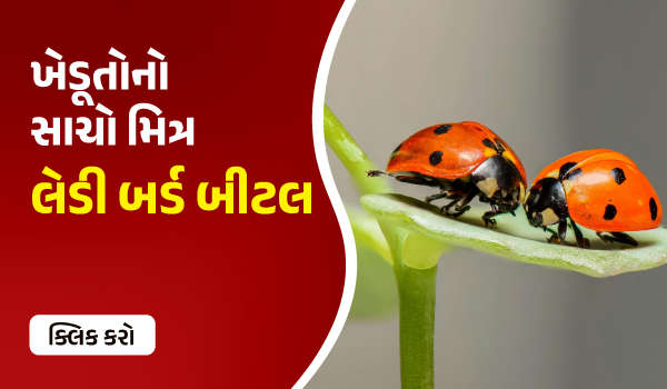 ખેડૂતોનો સાચો સાથી – લેડી બર્ડ બીટલ