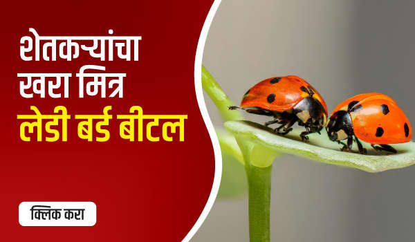 शेतकऱ्यांचा खरा सोबती – लेडी बर्ड बीटल