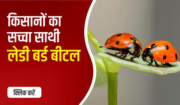 किसानों का सच्चा साथी – लेडी बर्ड बीटल